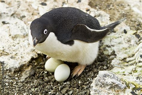 Penguin Laying Eggs