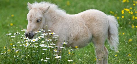 Falabella Breed Profile - Size, Personality & Suitable Disciplines