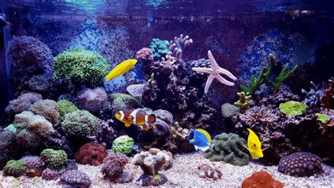 How To Get Rid Of Algae In Reef Tank: [Algae Removal Guide]