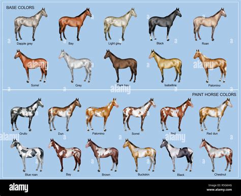 Chart of the 22 main horse coat colors Stock Photo - Alamy