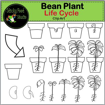 Bean Plant Life Cycle Clip Art | Made By Teachers