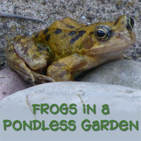 Frogs in the Garden Yet No Pond