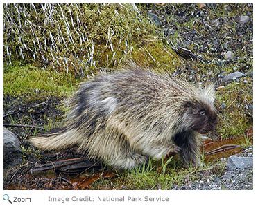 North American Porcupine - Erethizon dorsatum - NatureWorks