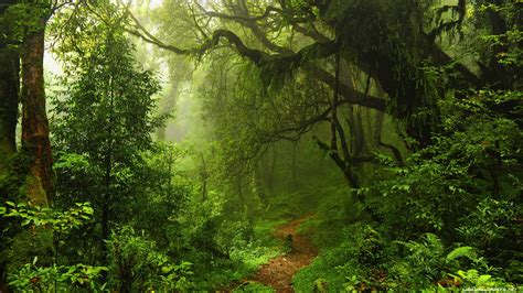 Ultra HD Forest Wallpapers - Top Free Ultra HD Forest Backgrounds - WallpaperAccess