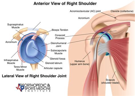 ProForce Sports Performance — How pitchers should train their biceps