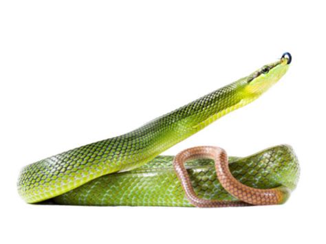 Ultimate Exotics | Red-tailed Green Rat Snake Care (Gonyosoma oxycephala)