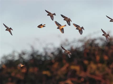 Linnet Bird Facts (Linaria cannabina) | Birdfact