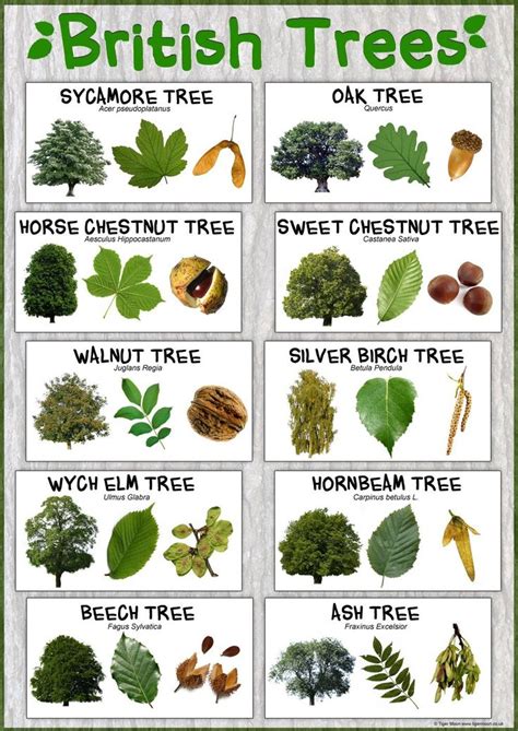 an image of british trees that are labeled in different colors and ...