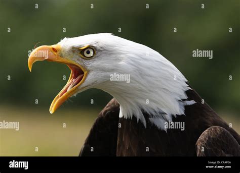 An angry Bald Eagle calling Stock Photo - Alamy