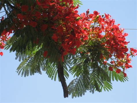 Arbol de flor naranja-roja, hoja pequeña y grandes bainas cafés...