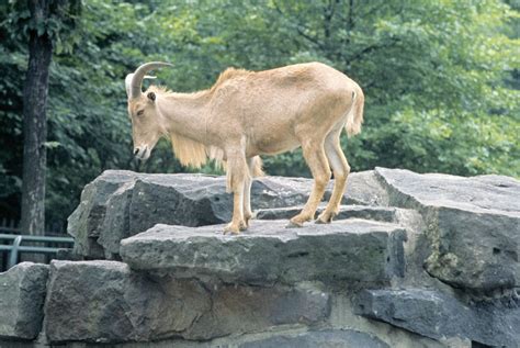 Bovid | African & Asian Antelopes, Wild Cattle & Goats | Britannica