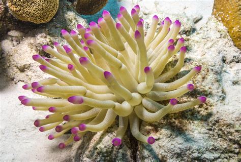 What's the difference Between Sea Anemone and Coral?