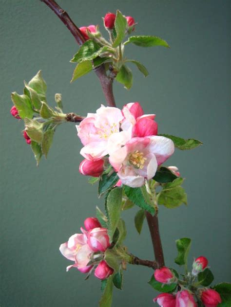 inkspired musings: Apple Blossom Promises