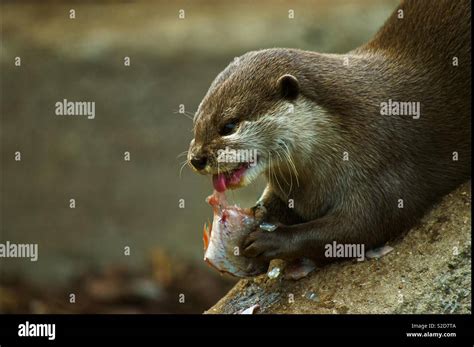 Otter eating fish Stock Photo - Alamy