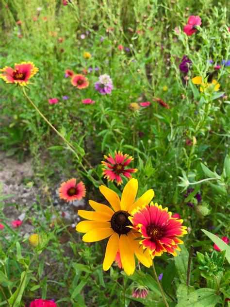 Butterfly Garden | Wildflower Photography | Wildflowers photography ...