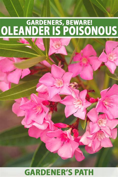 Gardeners, Beware! Oleander Is Poisonous When Eaten