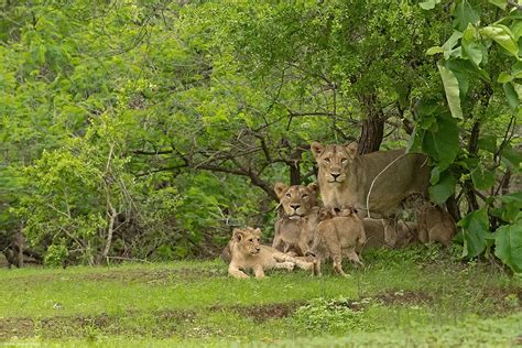 Sasan Gir National Park Lions Safari Online Booking | Gir Tour Packages