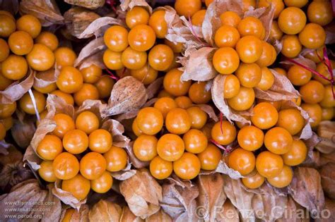 La Fruta de los Nobles Incas, secretos milenarios para tu salud, y Recetas.