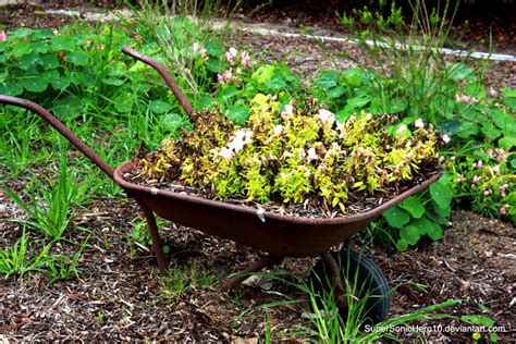 Wheelbarrow Garden by SuperSonicHero10 on DeviantArt