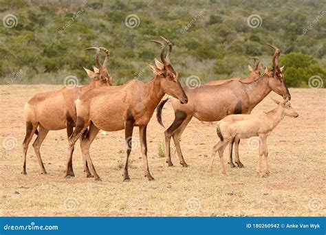 Red Hartebeest Herd in Africa Stock Photo - Image of antilopes, park: 180260942