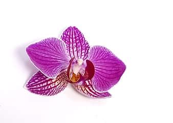 flower, orchid, pink flower, pink orchid, nature offer, flora, orchid flower, plant, botany ...