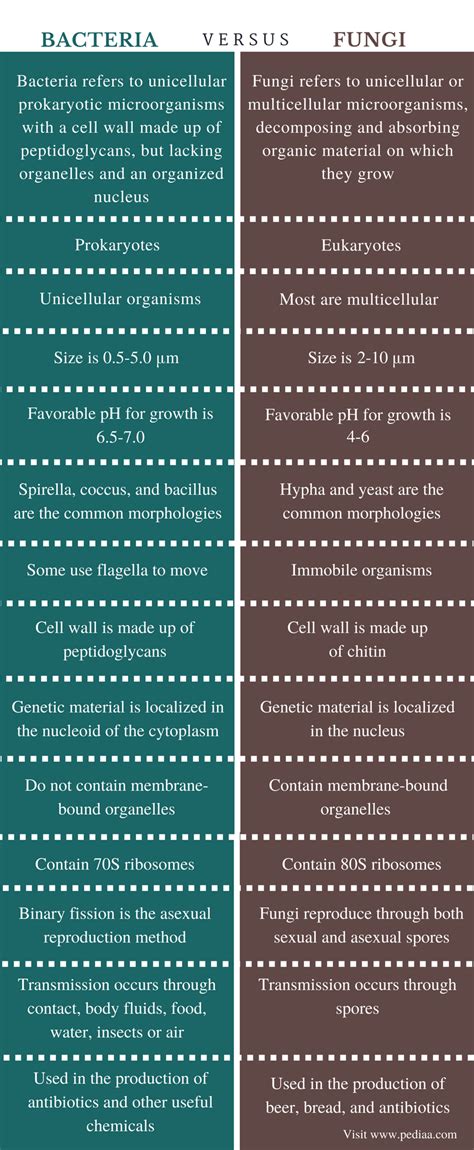 Difference Between Bacteria and Fungi | Definition, Features, Significance, Similarities