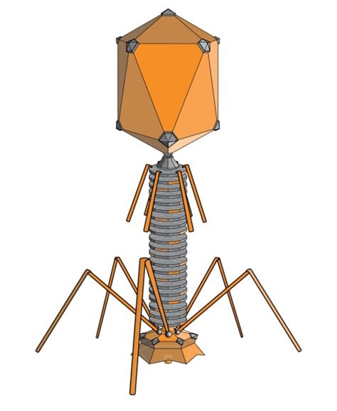 Antibiotic Resistance, Bacteriophages, and Phage Therapy - Owlcation