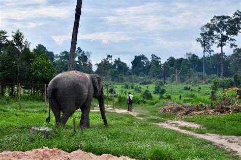 Cambodia Wildlife Sanctuary – Travelflavel