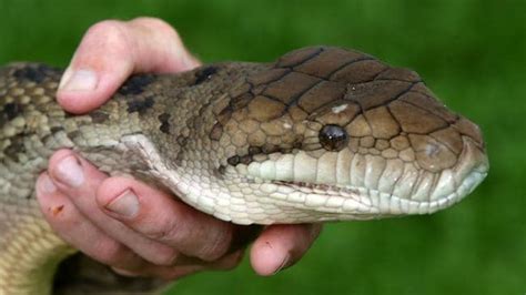 Smithfield resident finds 6m scrub python in back yard | The Courier-Mail