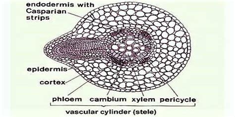 Functions of Pericycle in Plants - QS Study