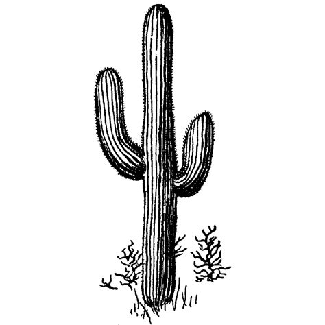 Printable Cactus Outline - Printable Templates