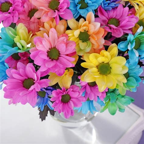 Rainbow Chrysanthemums