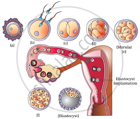 The zygote passes through several developmental stages till implantation, Describe each stage ...