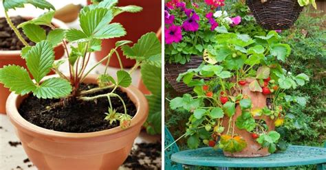 Growing Strawberries in Containers – Strawberry Plants