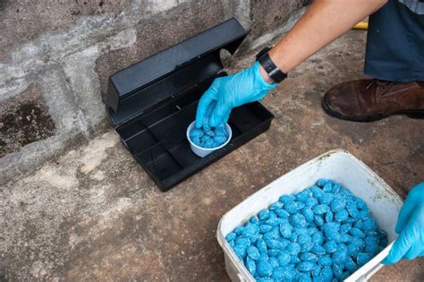 Are Rat Bait Stations Safe? | Florida Pest Control