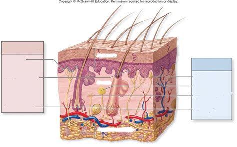 Tactile Receptors Diagram | Quizlet