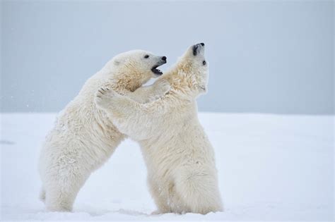 Polar bear photo tour | Alaska polar bear photography workshop ANWR