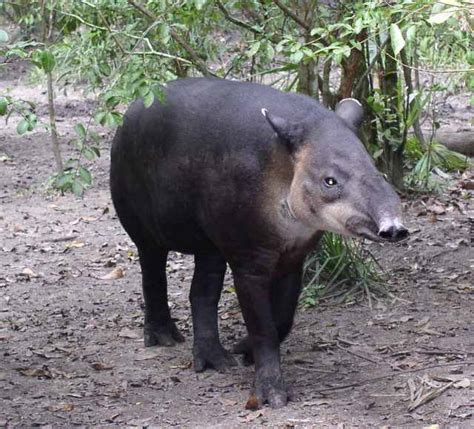 File:Central American Tapir-Belize20.jpg - Wikipedia