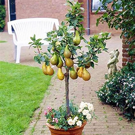 Bonsai Pear Tree Seeds 8 Seeds Grow Fruit Bearing Bonsai | Etsy