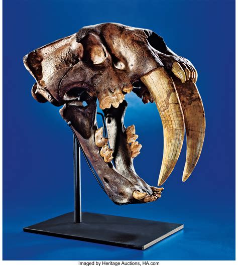 AN EXTREMELY RARE SABRE-TOOTHED TIGER SKULL - THE GREAT AMERICAN | Lot ...