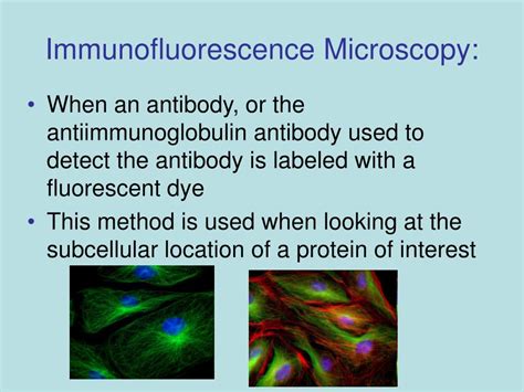 PPT - Immunofluorescence Microscopy PowerPoint Presentation, free download - ID:6715484