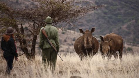 Lewa Wildlife Conservancy | Lewa Conservancy Safari