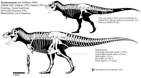 Tyrannosaurus rex skeletal diagram (AMNH 5027) by Franoys on DeviantArt