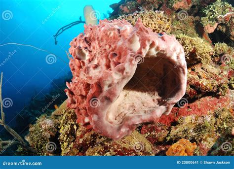 Barrel Sponge in Coral Reef Stock Image - Image of underwater, colourful: 23000641