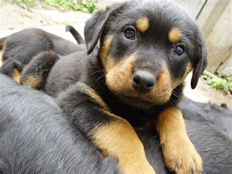 Como escolher um cão de guarda - Guardog Minas