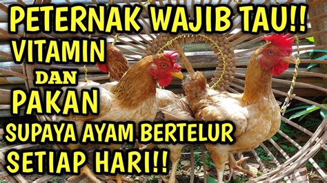 TIPS AGAR AYAM KAMPUNG BERTELUR SETIAP HARI || AYAM BERTELUR SETIAP ...