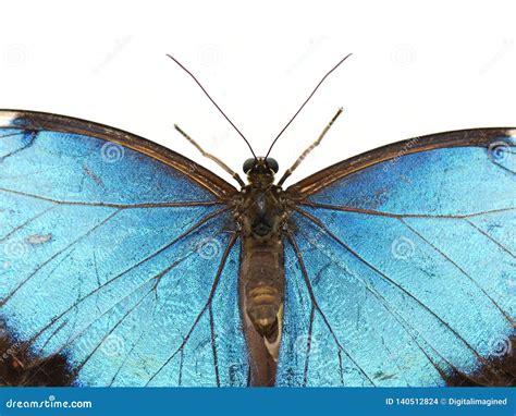 Veins in a Blue Morpho Butterfly Wing Stock Photo - Image of natural, wing: 140512824