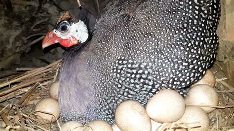 Guinea fowl laying and sitting on eggs for hatching newborn chicks - YouTube