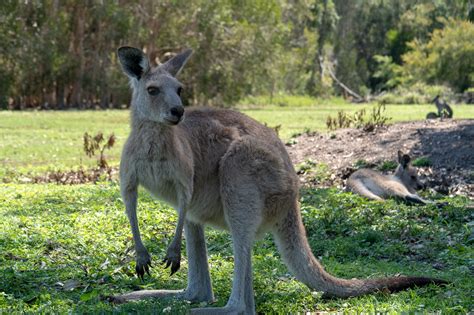 Free Animals Spotting Northern Gold Coast, Australia