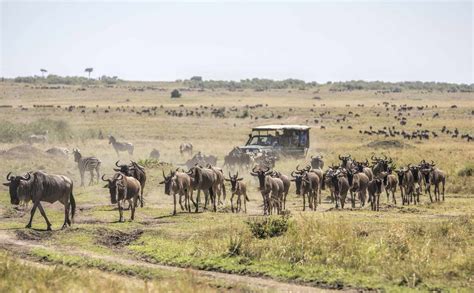 Masai Mara National Reserve, Kenya: The Complete Guide